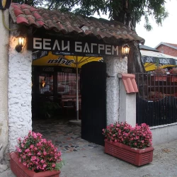 Beli bagrem-2