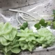 Wasabi